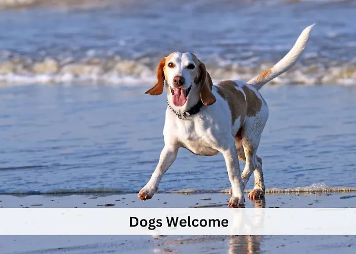 Vanagupes Ramybes Oaze Palanga